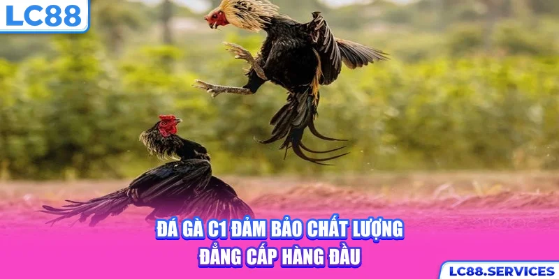 Đá gà C1 đảm bảo chất lượng đẳng cấp hàng đầu