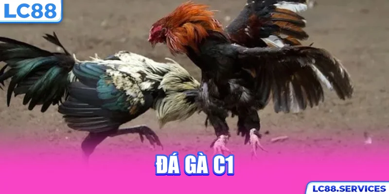 Đá gà C1