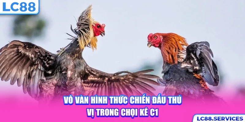 Vô vàn hình thức chiến đấu thú vị trong chọi kê C1